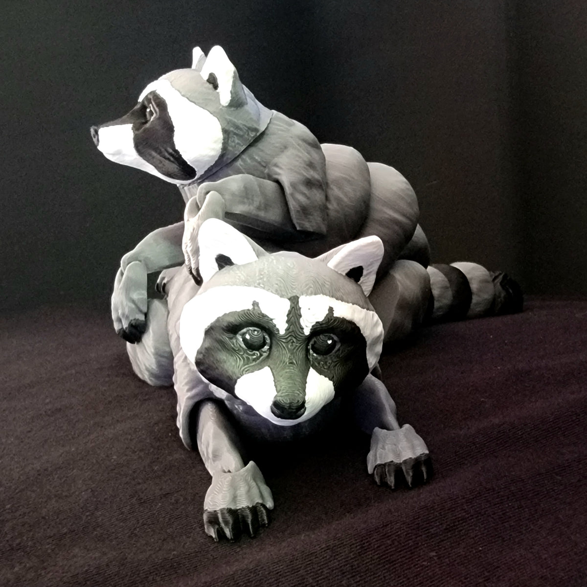 Raccoon